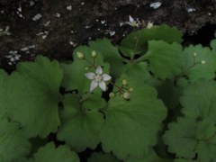 Crassula umbraticola