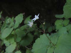 Crassula umbraticola