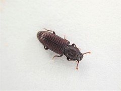 Pycnomerus depressiusculus