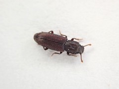 Pycnomerus depressiusculus