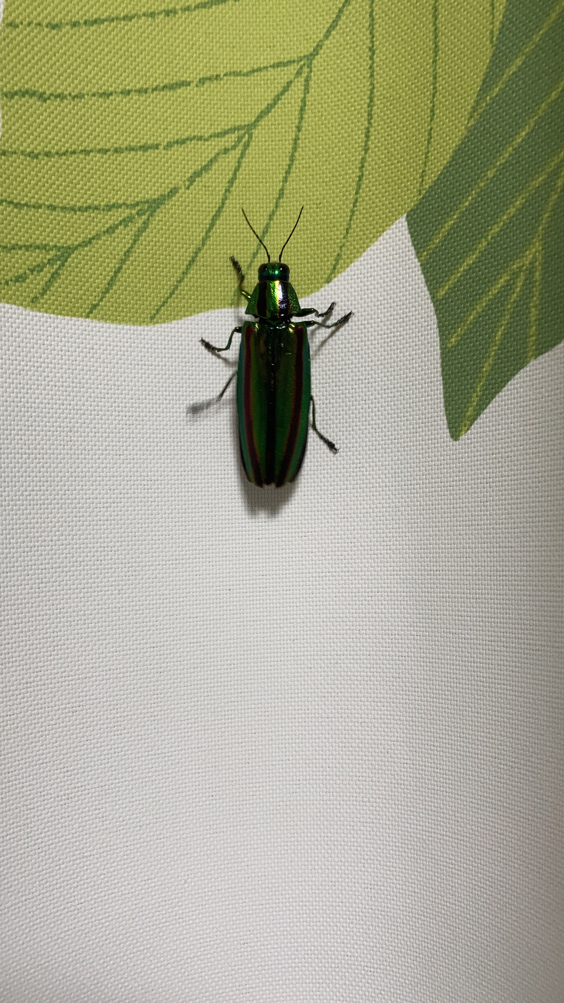Chrysochroa fulgidissima 標本 日本 東京 Chrysochroa fulgidissima