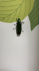 Chrysochroa fulgidissima