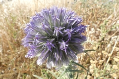 Echinops strigosus