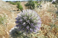 Echinops strigosus