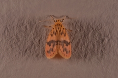 Miltochrista arcuata