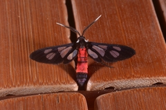 Amata leopoldi