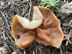 Gyromitra perlata