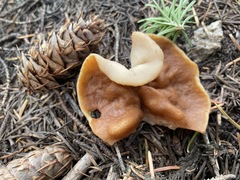 Gyromitra perlata