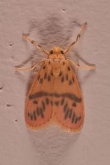 Miltochrista arcuata
