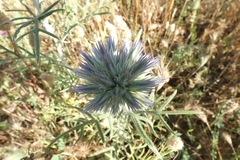 Echinops strigosus