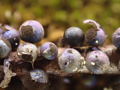 Lamproderma splendidissimum