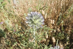 Echinops strigosus