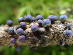 Lamproderma splendidissimum