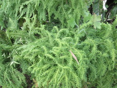 Sticherus umbraculifer