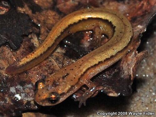 Chamberlain's Dwarf Salamander
