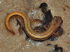 Eurycea chamberlaini