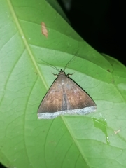 Coremagnatha orionalis