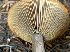 Clitocybe glacialis