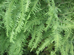 Sticherus umbraculifer