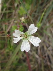Geranium wakkerstroomianum