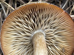 Clitocybe glacialis
