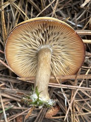 Clitocybe glacialis