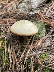 Clitocybe glacialis
