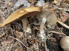 Clitocybe glacialis