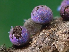 Lamproderma splendidissimum