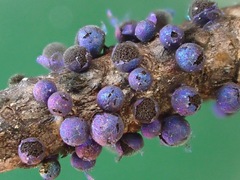 Lamproderma splendidissimum