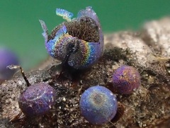 Lamproderma splendidissimum