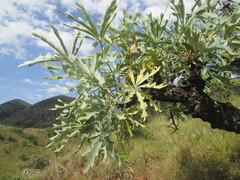 Cussonia paniculata sinuata