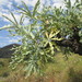 Mountain Cabbagetree - Photo (c) Nolan Exe, some rights reserved (CC BY)