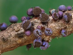 Lamproderma splendidissimum