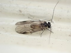 Peripsocidae