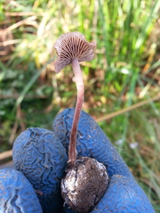 Gymnopus fuscopurpureus