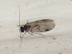 Peripsocidae
