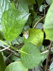 Euryobeidia languidata