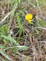 Crotalaria purshii