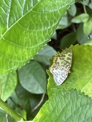 Euryobeidia languidata