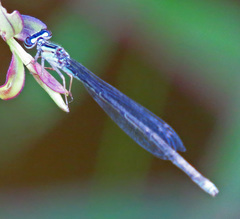 Enallagma divagans
