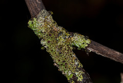 Physconia americana
