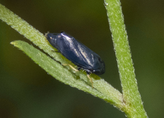 Limotettix anthracinus