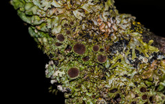 Physconia americana