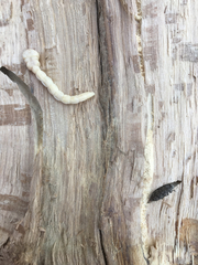 Polycesta tularensis