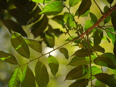 Dysoxylum gotadhora