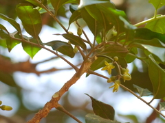 Dysoxylum gotadhora