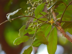 Dysoxylum gotadhora