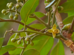 Dysoxylum gotadhora