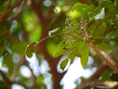 Dysoxylum gotadhora